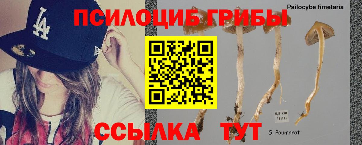 Котовск  Галлюциногенные грибы ЛСД  Вход с VPN 